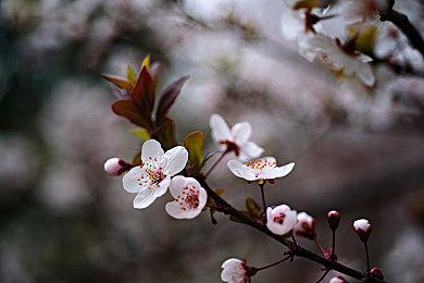 三款NS机型对比 实机运行《宝可梦：晶灿钻石＆明亮珍珠》